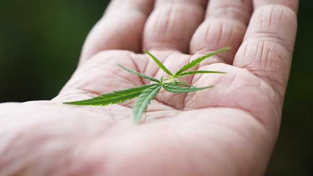 Marijuana legalization