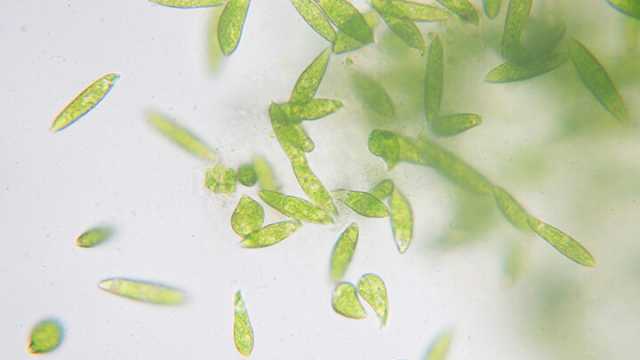 Phytoplankton