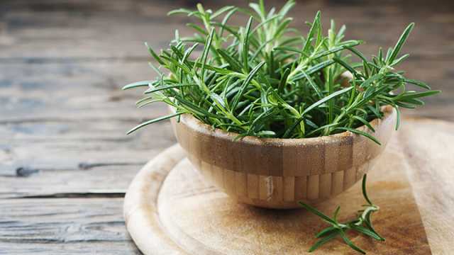 Rosemary prevents brain aging