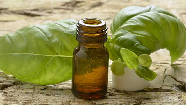 Sweet Basil Oil Benefits