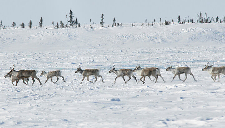 A herd of Barren-ground caribou in Wapusk National Park, Manitoba. (Photo Courtesy: Peter Ewins, WWF Canada)