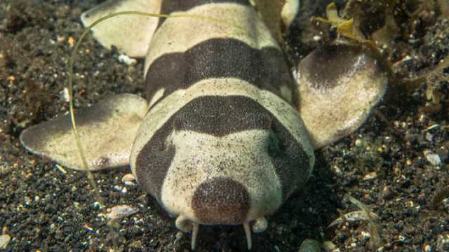 Bamboo Shark