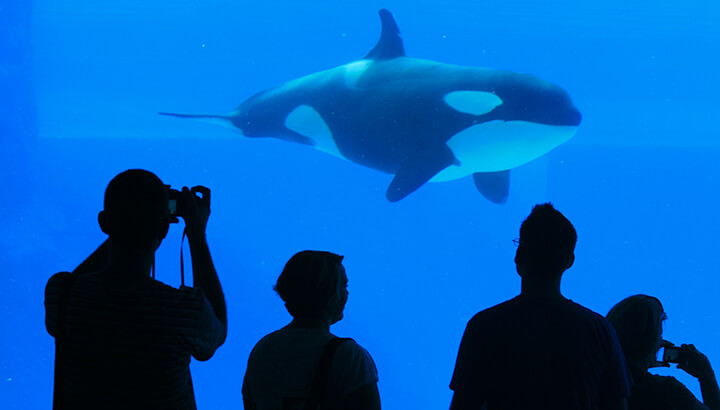 Captive Orcas Are All the Rage In China