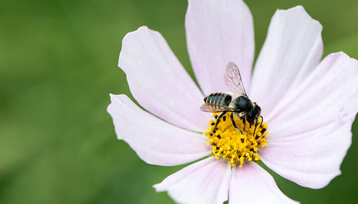 Environmental Concerns include pollinators