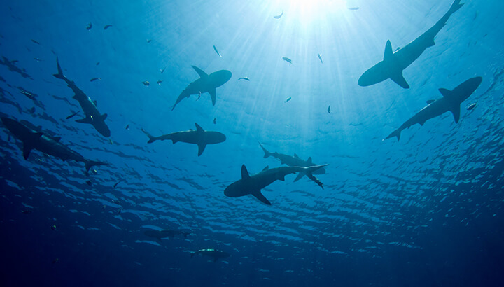 Should We Save The Sharks?