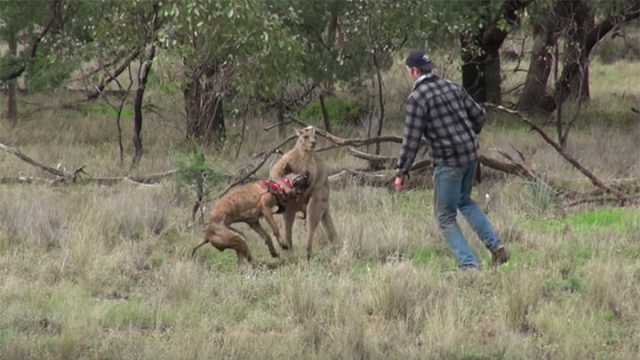 Man punches kangaroo to save dog