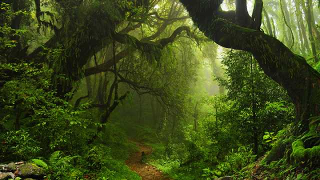 The tropics are highly impacted by climate change and widespread extinctions