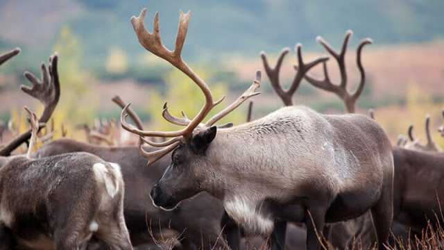 Wild reindeer