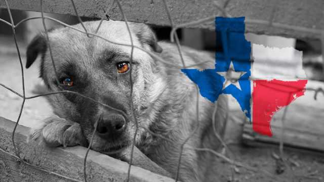 Animal Rescue Feature Photo