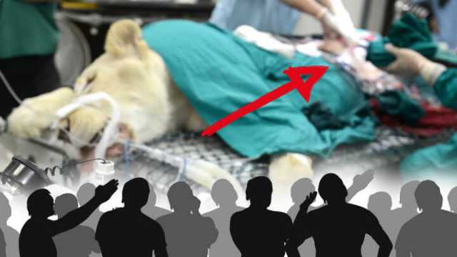 Are zoo dissections cruel or educational