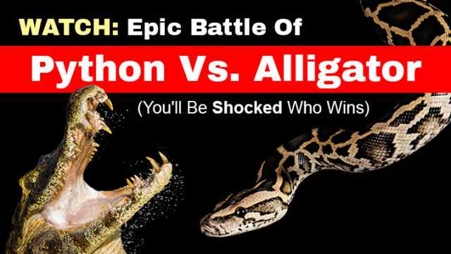 WATCH: Epic Battle Of Python Vs. Alligator (You'll Be Shocked Who Wins)