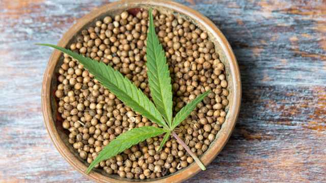 Cannabis seeds are a great source of cooking