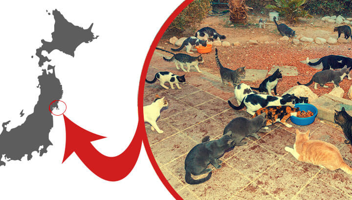 Где находится остров котов This Island Has 100 Human Residents And 600 Cats