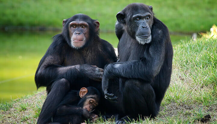 This Is Just One Reason Why We Should Protect Endangered Chimps