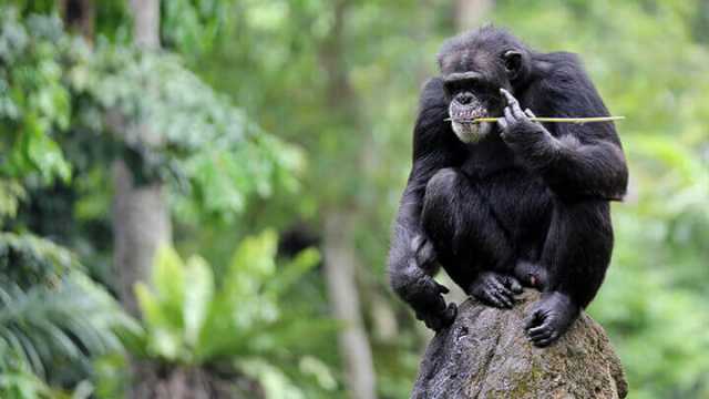 Chimpanzees have advanced tool-use
