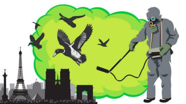 Europe culling ducks with bird flu