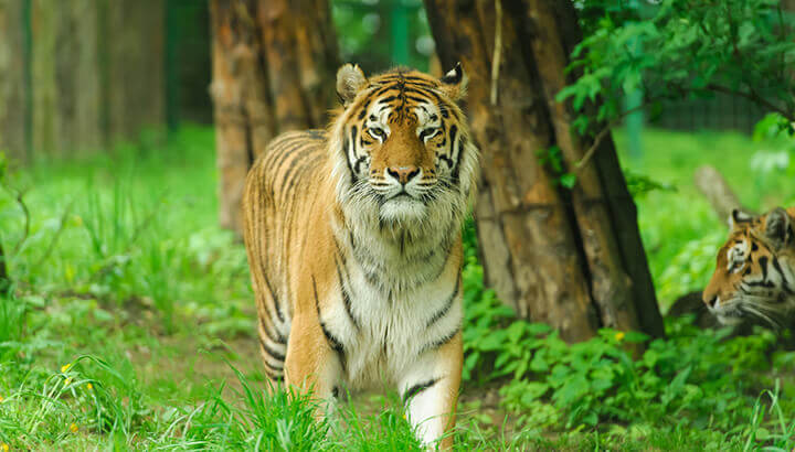 Greater Mekong Subregion has threatened tiger population