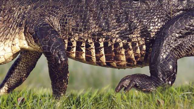Huge Alligator Spotted In Wildlife Preserve