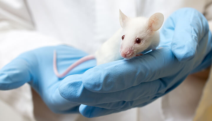 Like sharks a mouse was found to reproduce asexually
