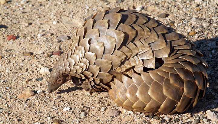 Pangolins may go extinct by 2050 if we don't help