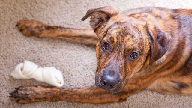 Rawhide may be dangerous for your dog