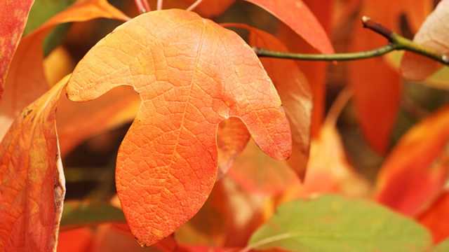 Sassafras can help beat inflammation and pain