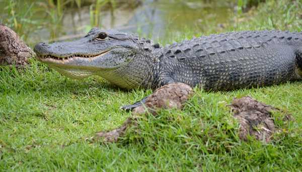 WATCH: Epic Battle Of Python Vs. Alligator (You'll Be Shocked Who Wins)