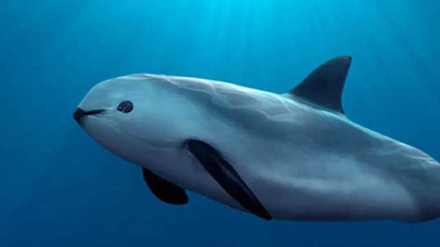 Vaquitas are near extinction