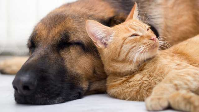 Ways to keep your pet cancer-free