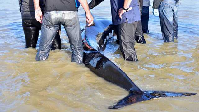 What is causing mass animal deaths