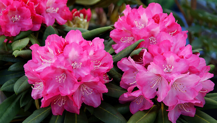 Himalayan honey gets its hallucinogenic effects from rhododendron flowers.