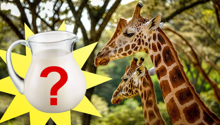 Is Giraffe Milk Really The Next Superfood?