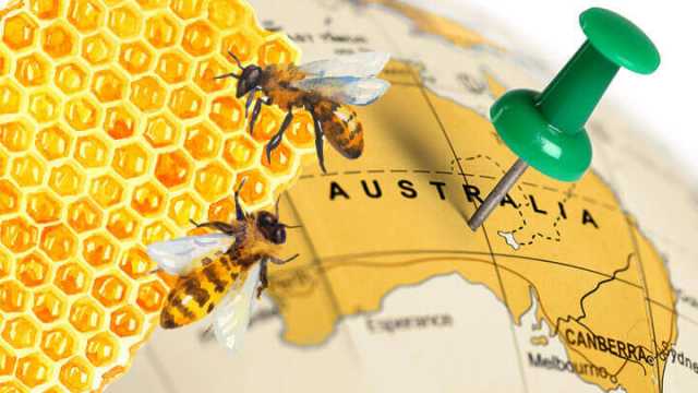 Manuka honey relative found in Australia