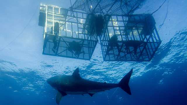 One brave conservationist was recently killed while making a film about sharks