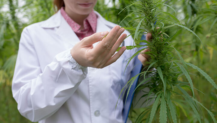 Scientific research seems to back up the claims about cannabis lubricant.