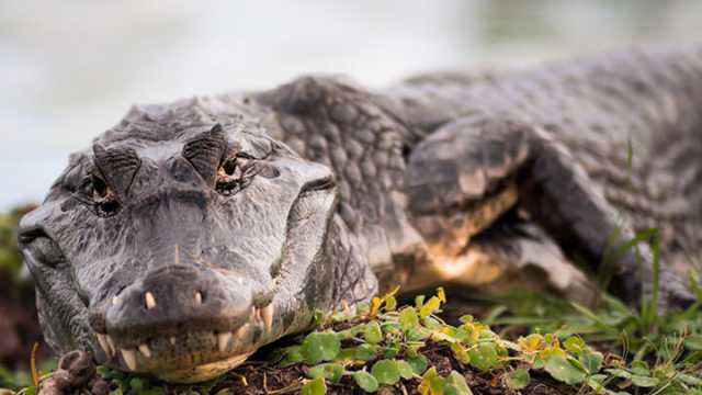 Some species like the crocodile are immortal