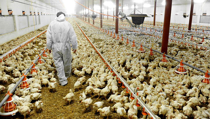 Chicken meat with white stripes comes from birds in unhealthy conditions.