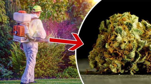 Does your pot have pesticides