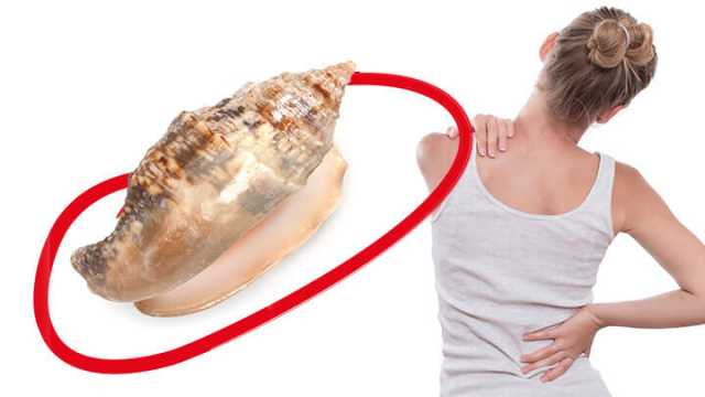 Seasnails may one day be used as natural painkillers