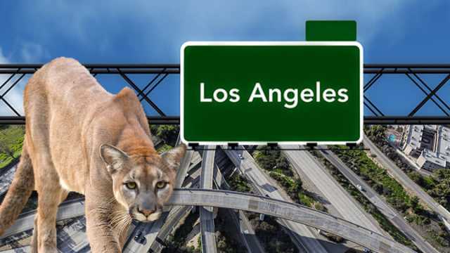 Should we help mountain lions cross freeways