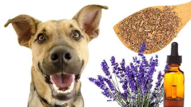 Stinky dog spray