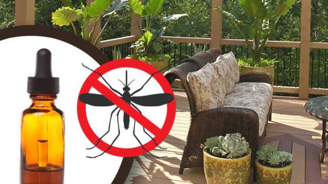 Keep Mosquitoes Away From Your Patio, How To Prevent Mosquito Outdoor