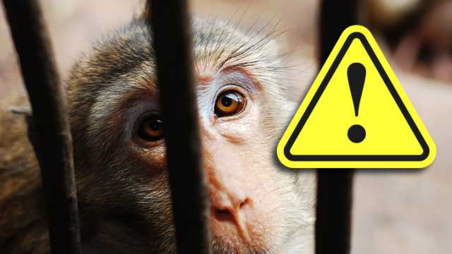 Reasons to skip the zoo