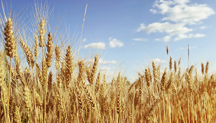 The government says to eat more wheat, despite health effects.