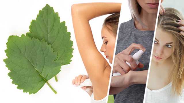 Benefits of patchouli