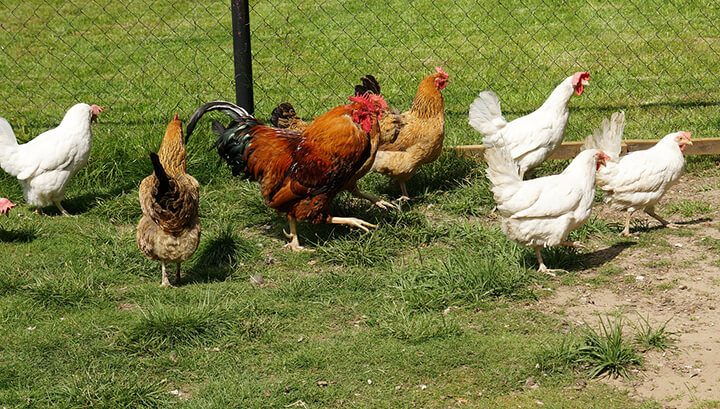 Backyard chickens can exercise natural behaviors, unlike factory-farmed birds.