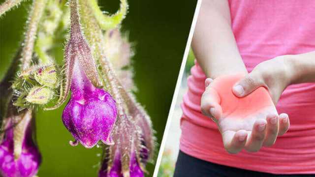Benefits of comfrey