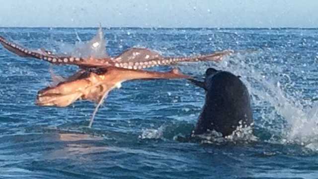 CATERS_SEAL_VS_OCTOPUS_02