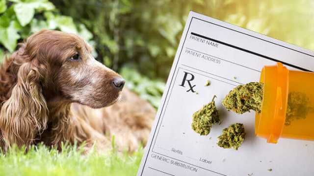Medical marijuana for pets