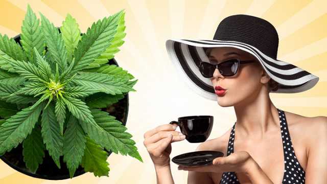 Image result for cannabis tea